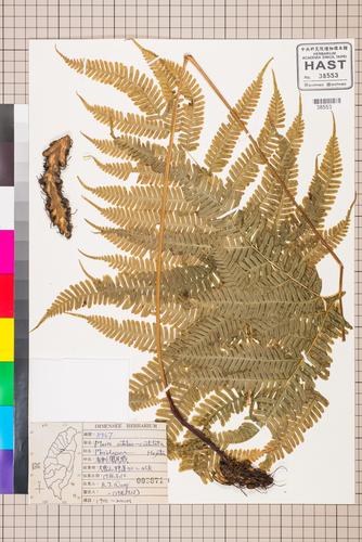 Pteris setuloso-costulata Hayata