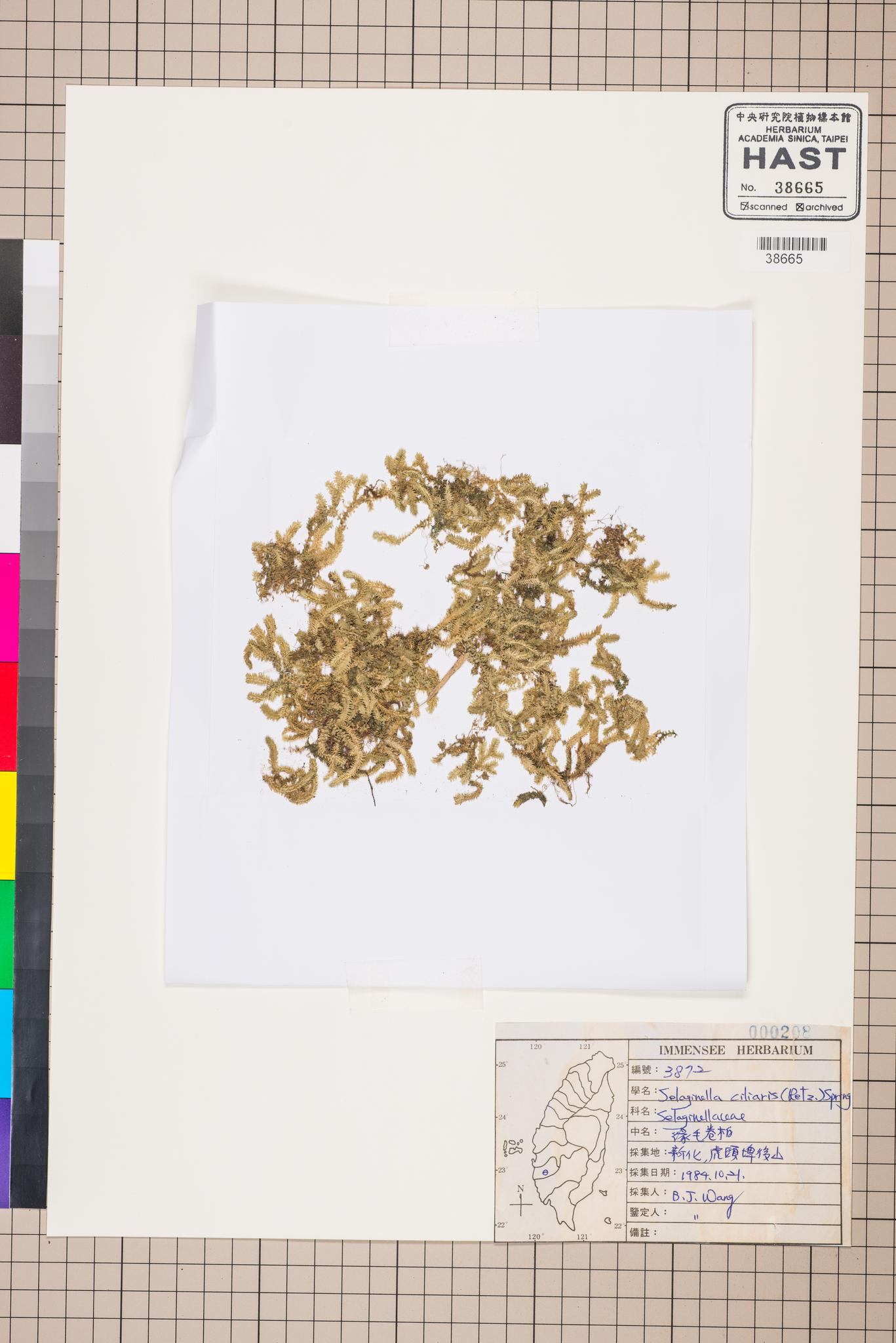 Sample image for viewer