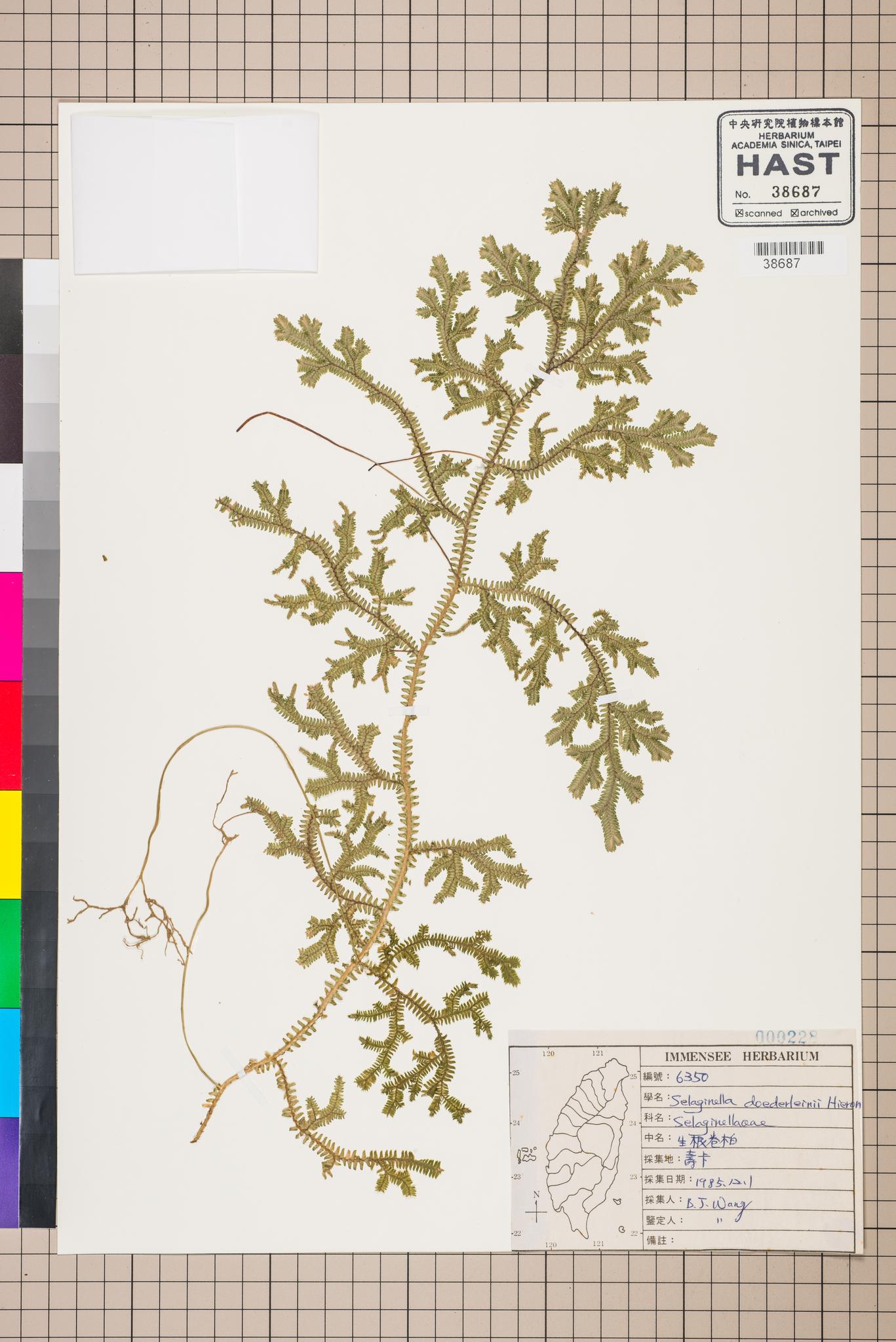 Sample image for viewer