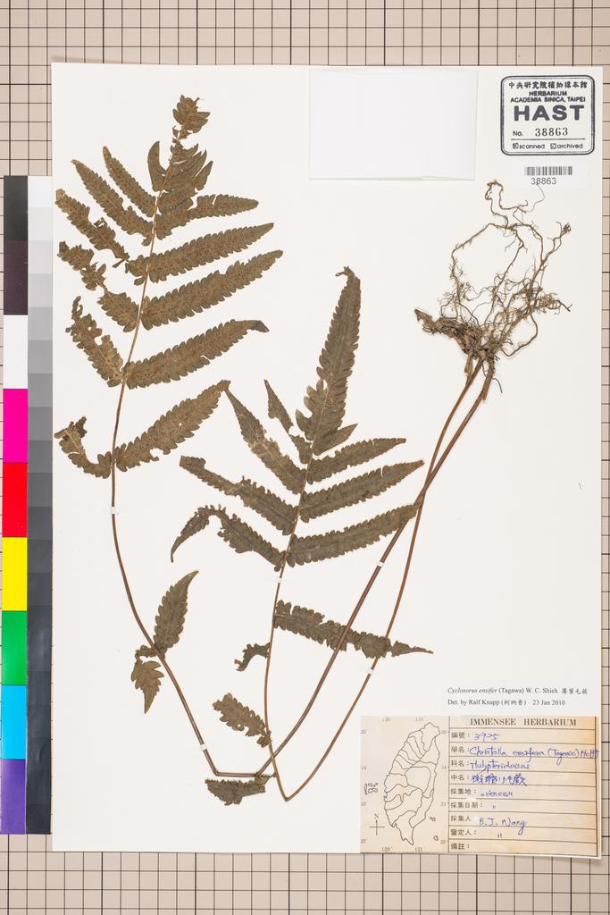<Unit #38706 Wang, Bi-Jao | 王弼昭 | 3925:: | Cyclosorus ensifer (Tagawa) W. C. Shieh>