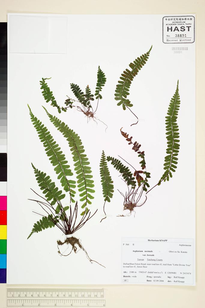 <Unit #66721 Knapp, Ralf | 柯納普 | 2006-9-2 81:: | Asplenium normale D. Don>