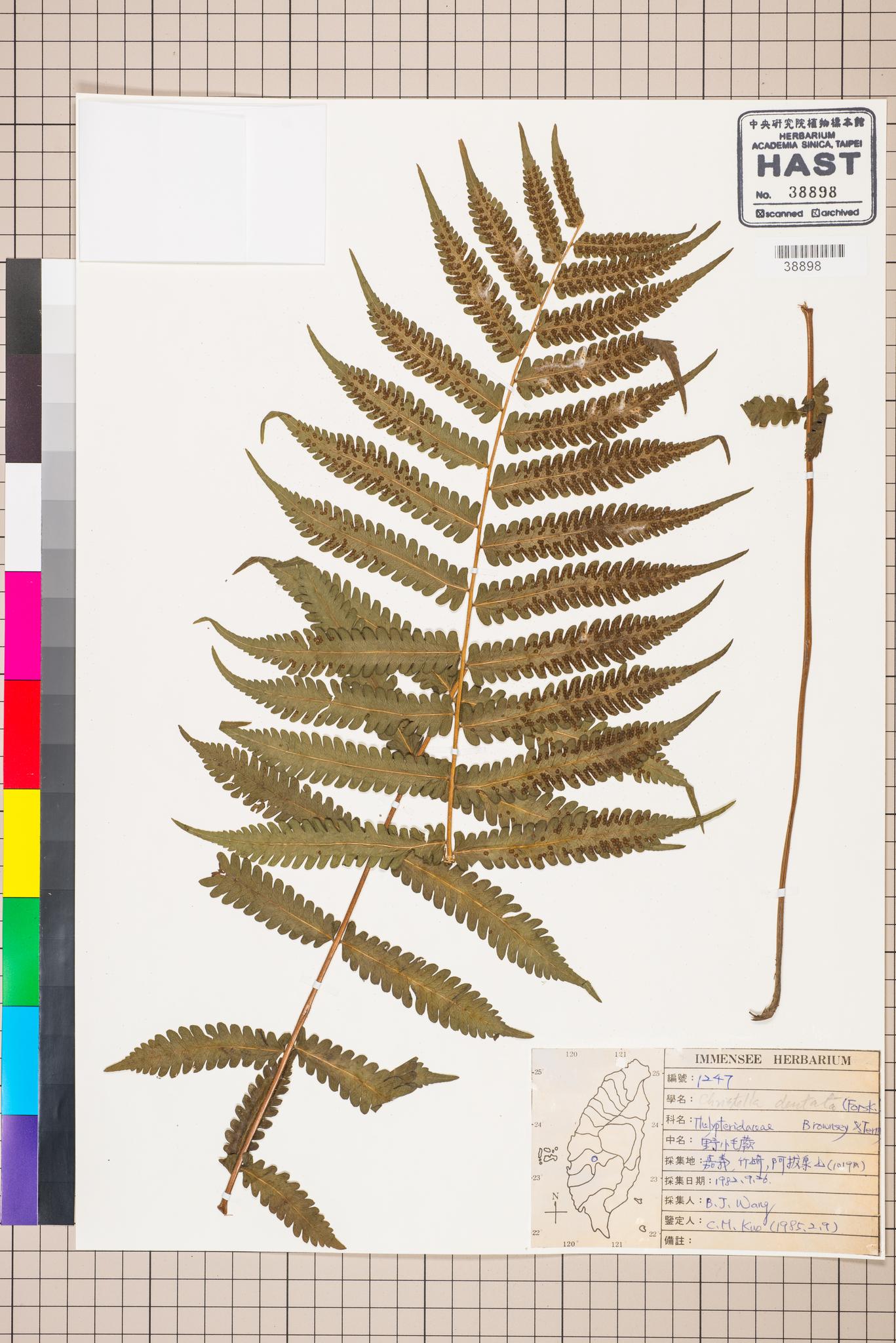 Sample image for viewer