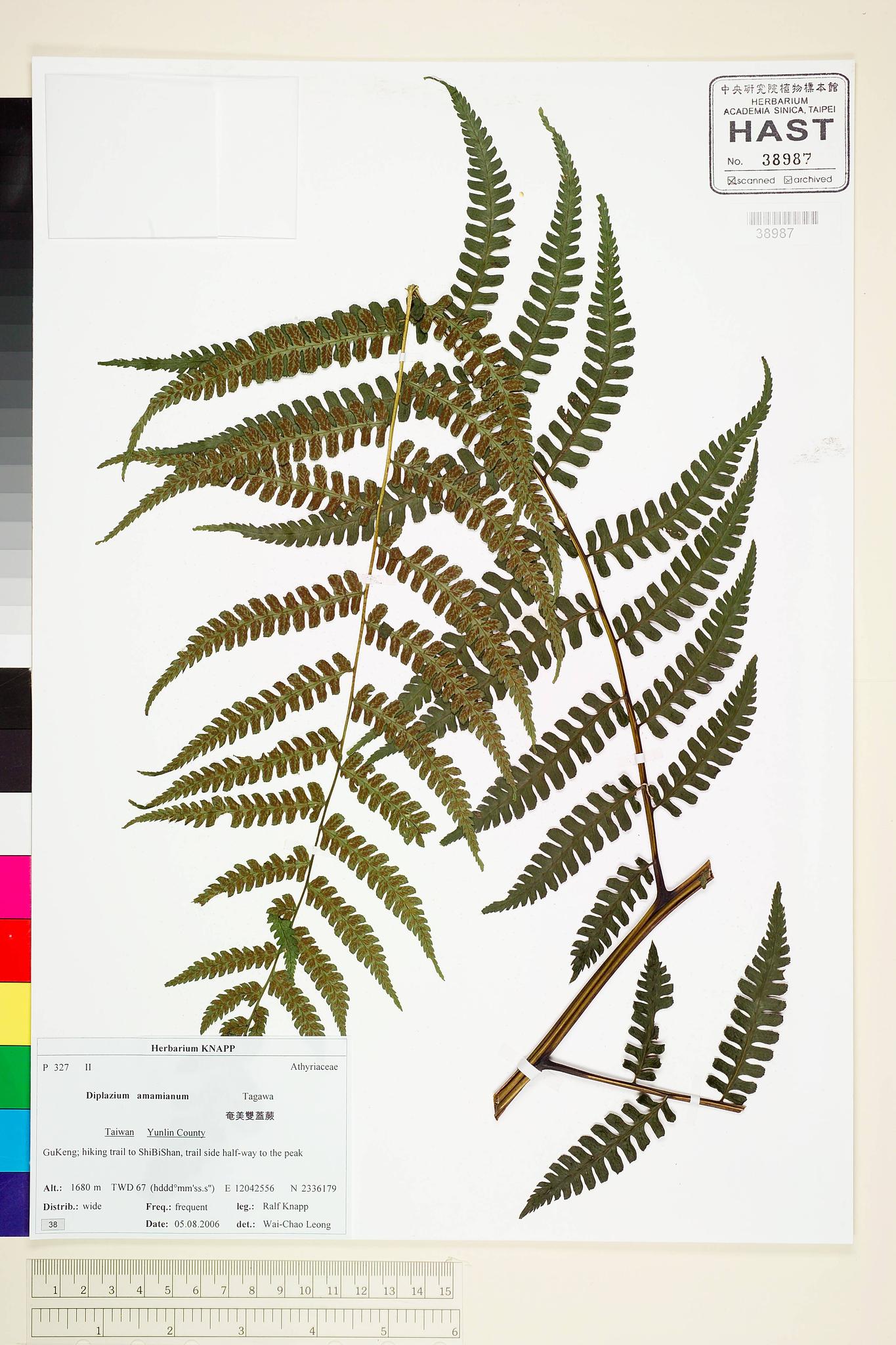 Sample image for viewer