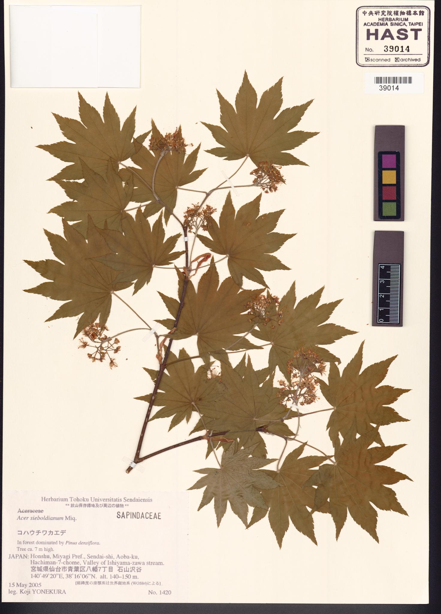 Sample image for viewer