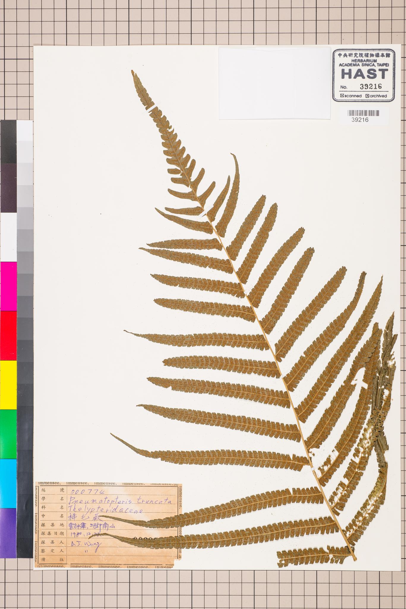 Sample image for viewer