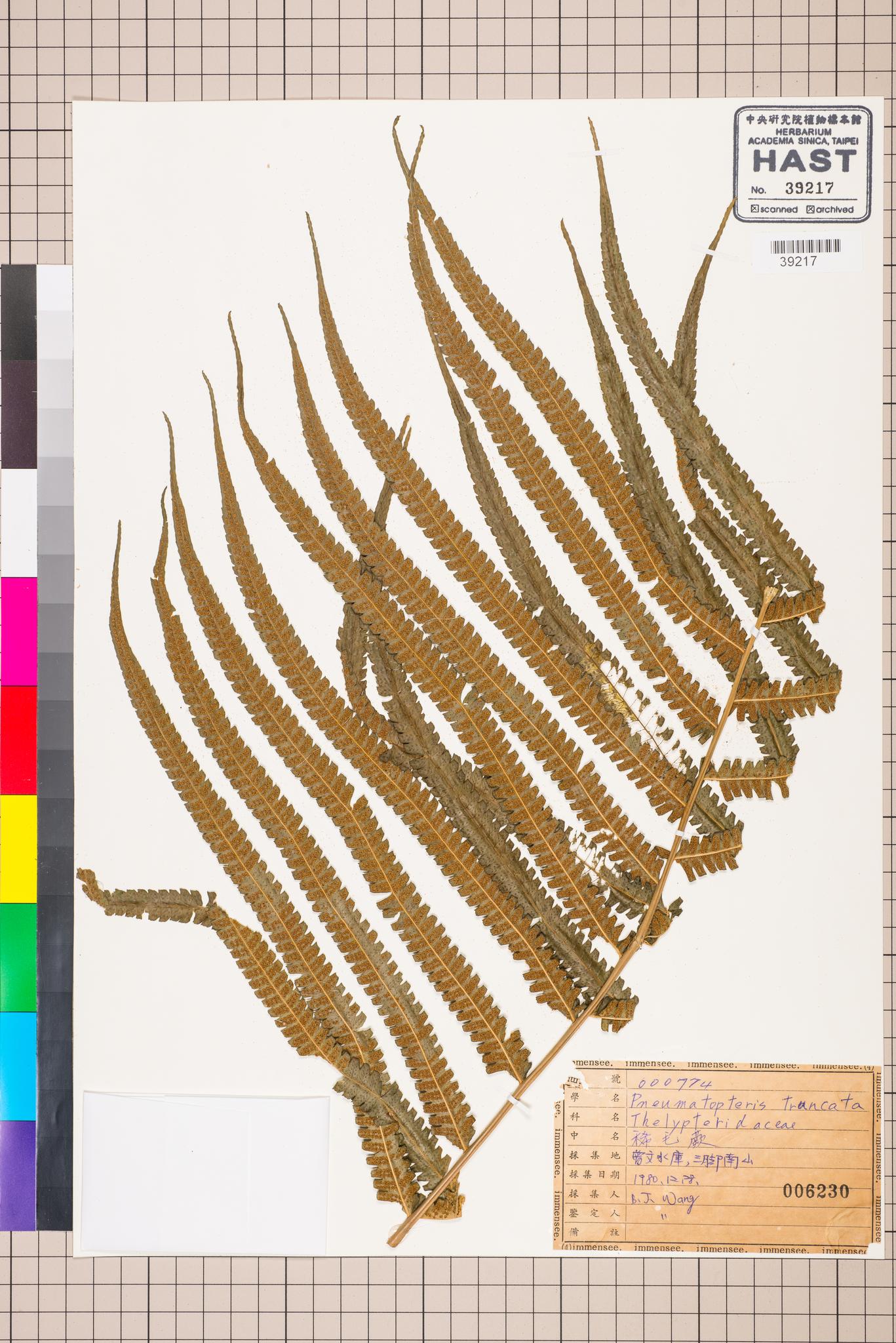 Sample image for viewer