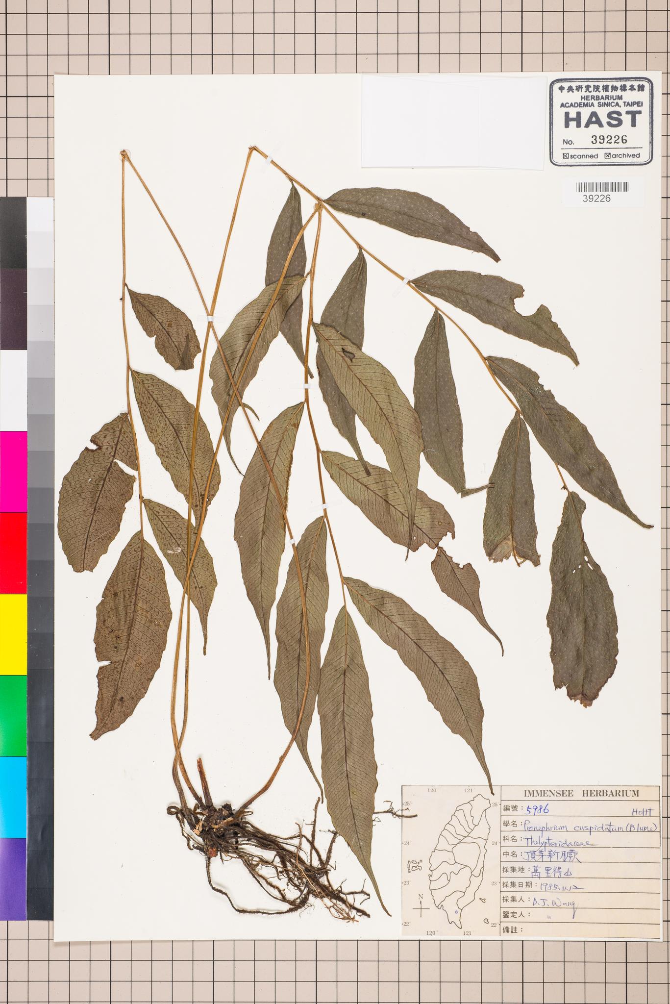 Sample image for viewer