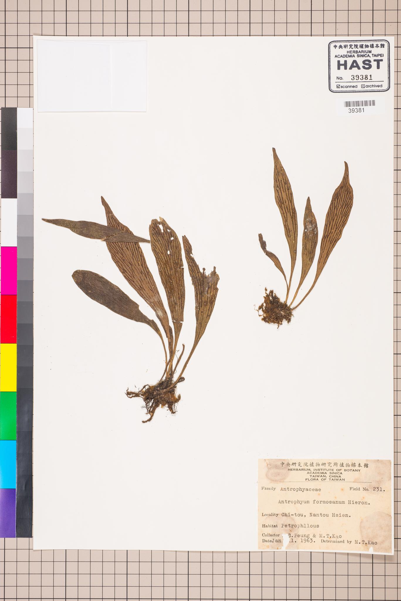 Sample image for viewer