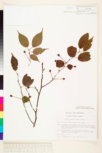 Prunus transarisanensis Hayata