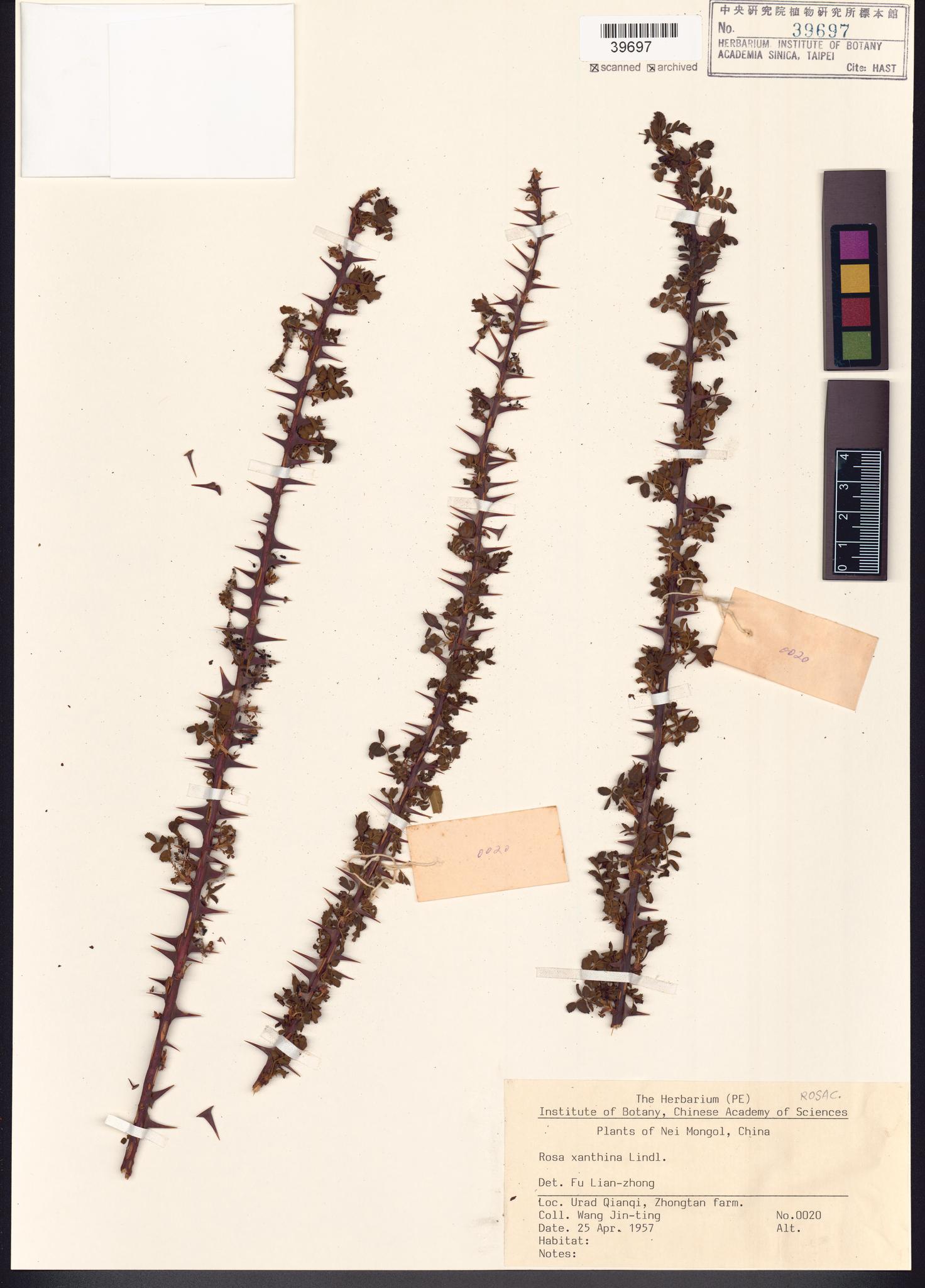 Sample image for viewer