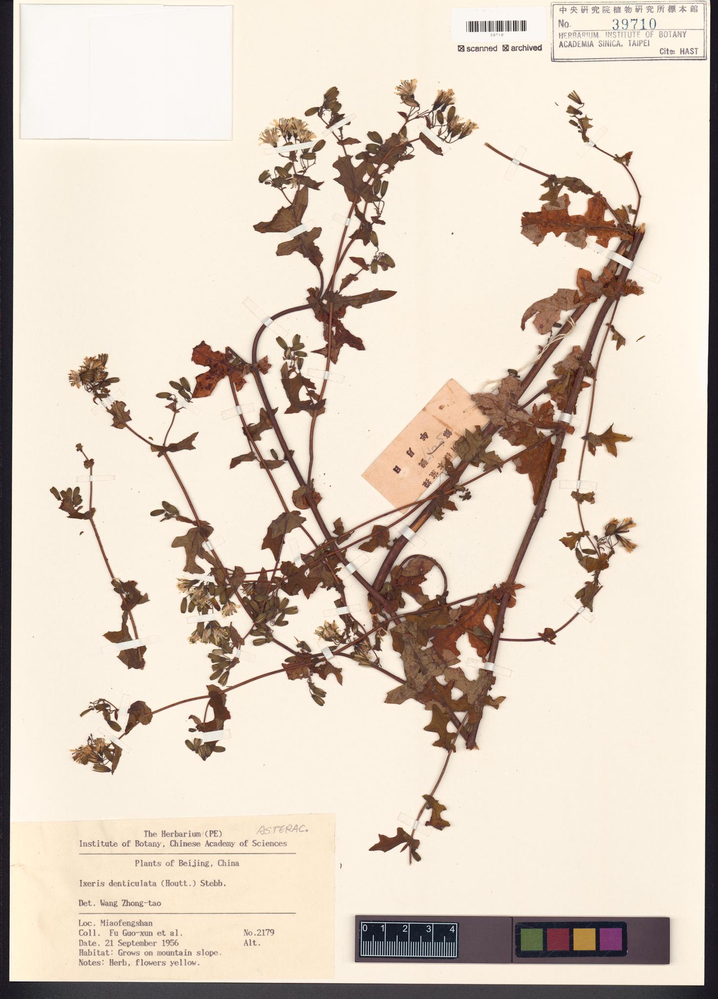 Specimen image