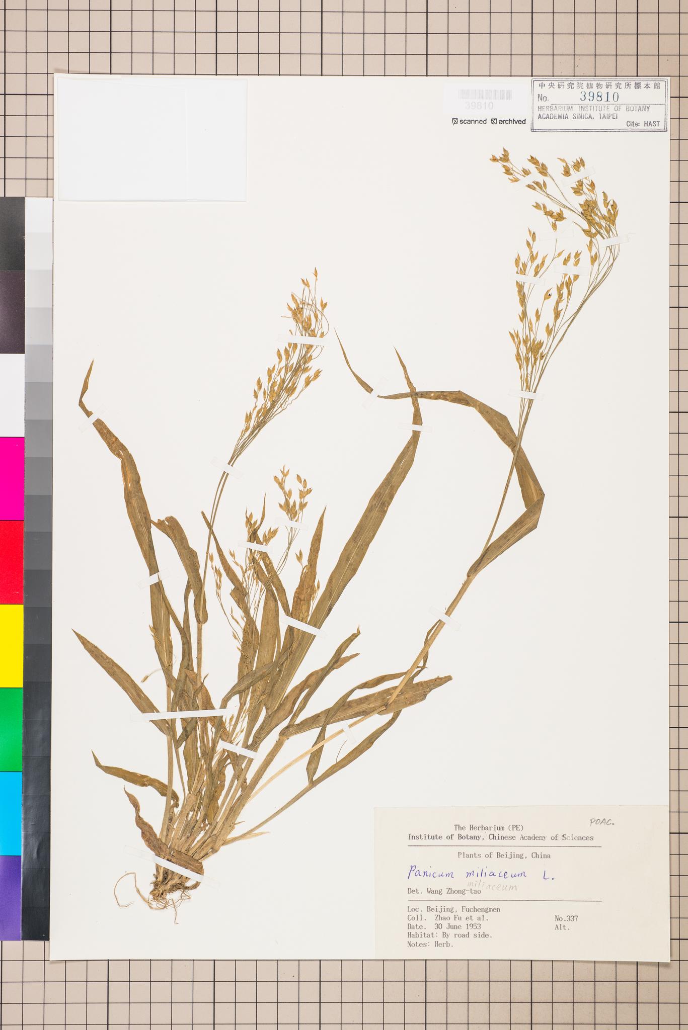 Sample image for viewer