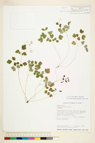 Thalictrum urbaini Hayata