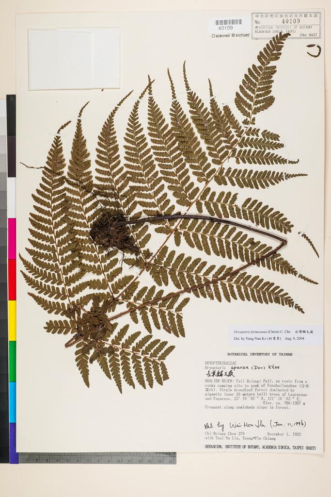 <Unit #1906 Chen, Chih-Hsiung | 陳志雄 | 379:: | Dryopteris formosana (H. Christ) C. Chr.>