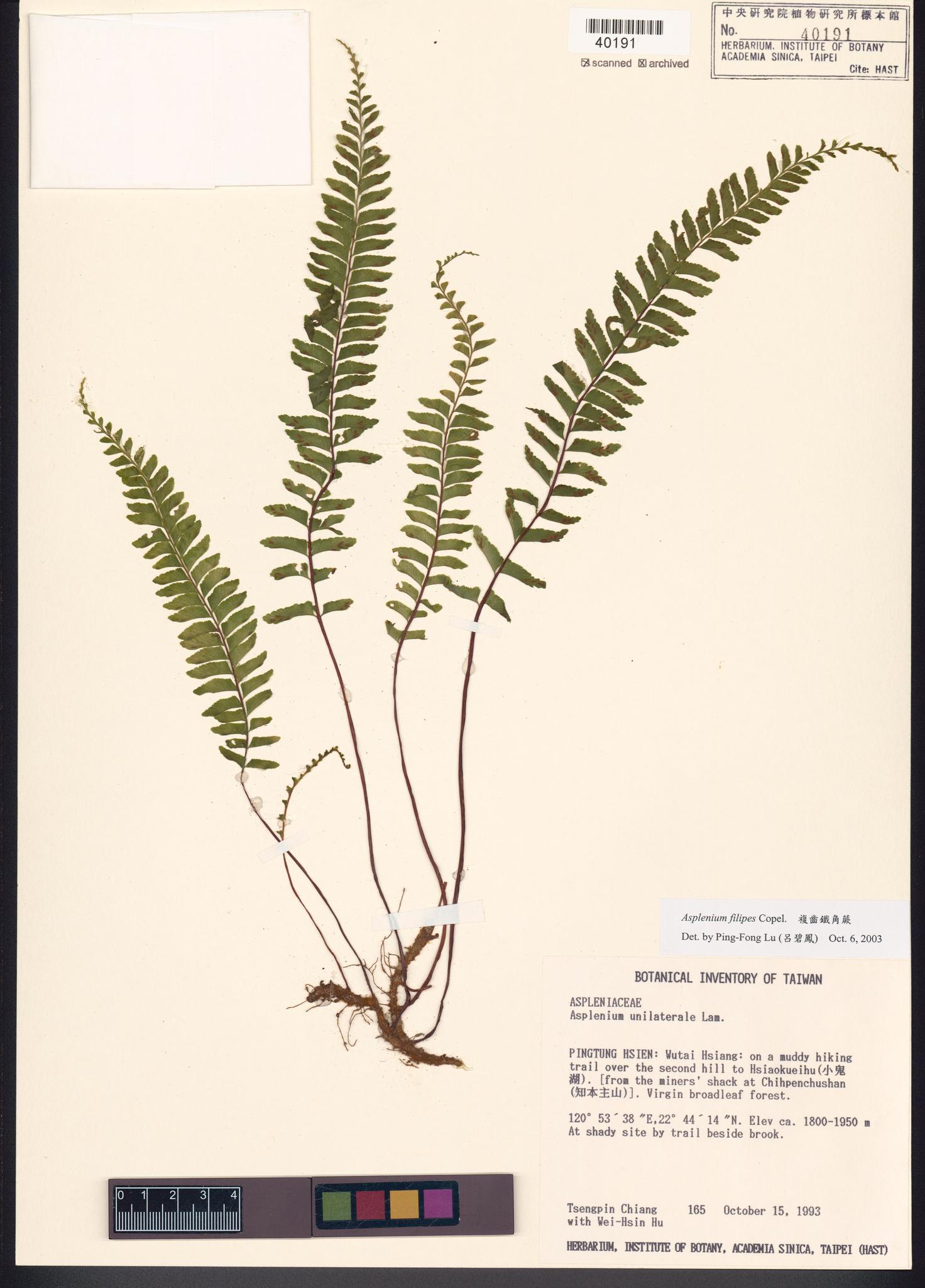 Sample image for viewer