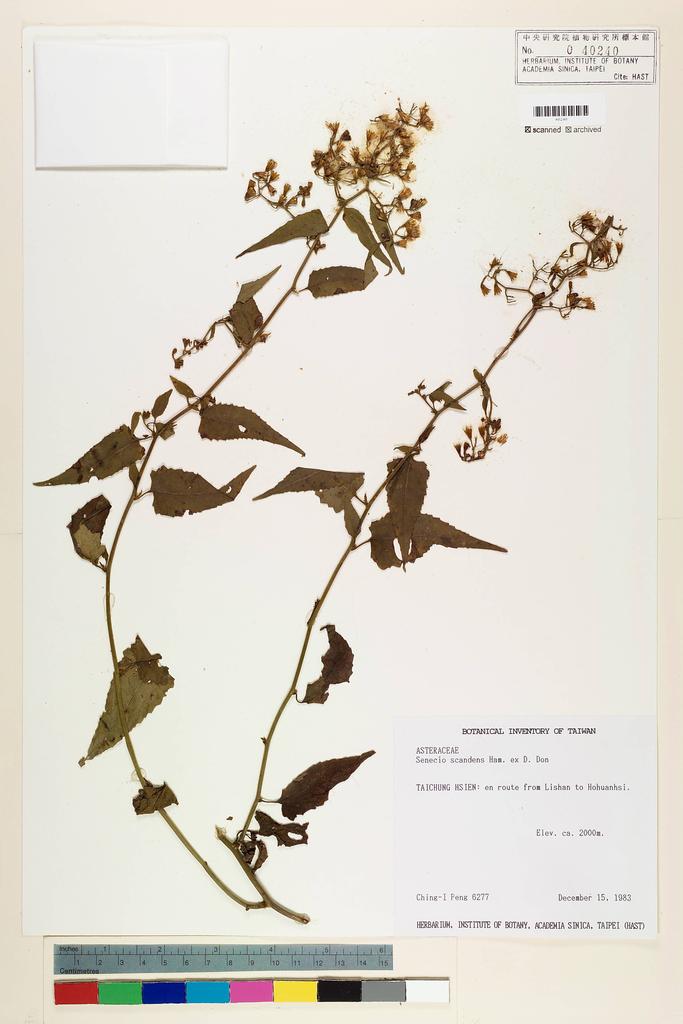 <Unit #19696 Peng, Ching-I | 彭鏡毅 | 6277:: | Senecio scandens Buch.-Ham. ex D. Don>