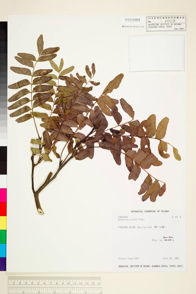 <Unit #14401 Peng, Ching-I | 彭鏡毅 | 5483::2 of 2 | Gleditsia rolfei Vidal>