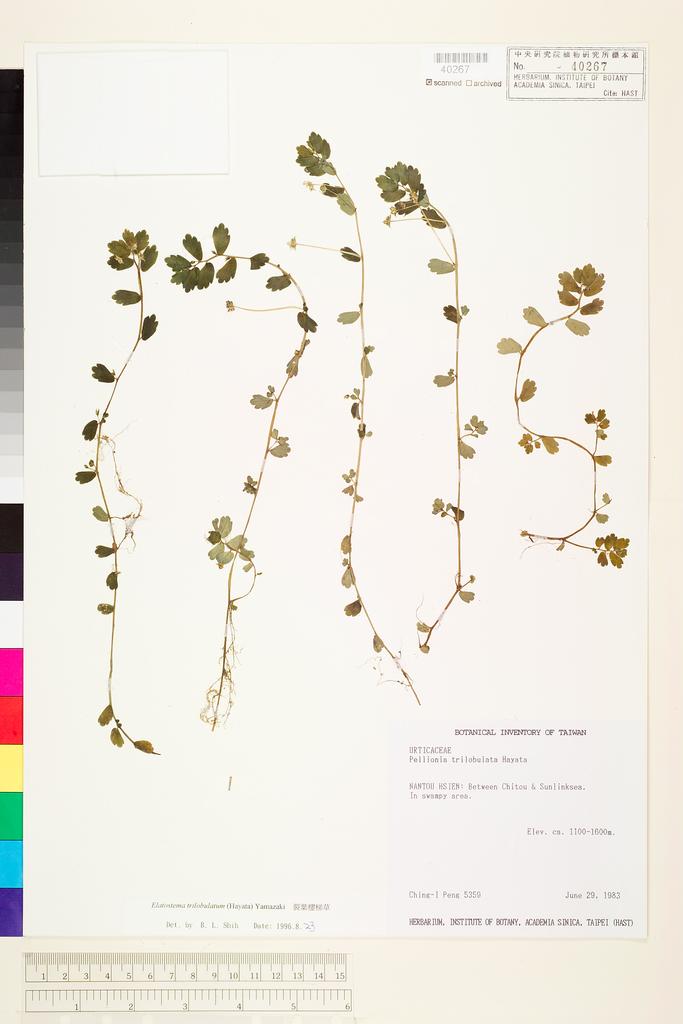 <Unit #13689 Peng, Ching-I | 彭鏡毅 | 5359:: | Elatostema trilobulatum (Hayata) Yamazaki>