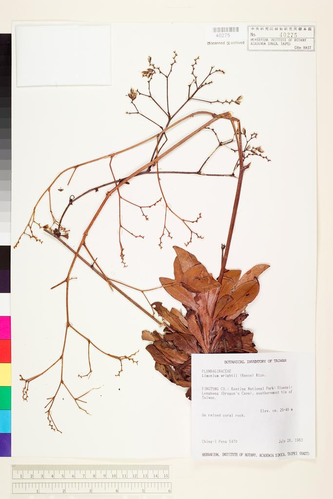 <Unit #69381 Peng, Ching-I | 彭鏡毅 | 5470:: | Limonium wrightii (Hance) Kuntze>