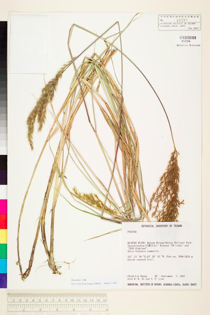 <Unit #18365 Huang, Chieh-Lin | 黃捷琳 | 82:: | Miscanthus>