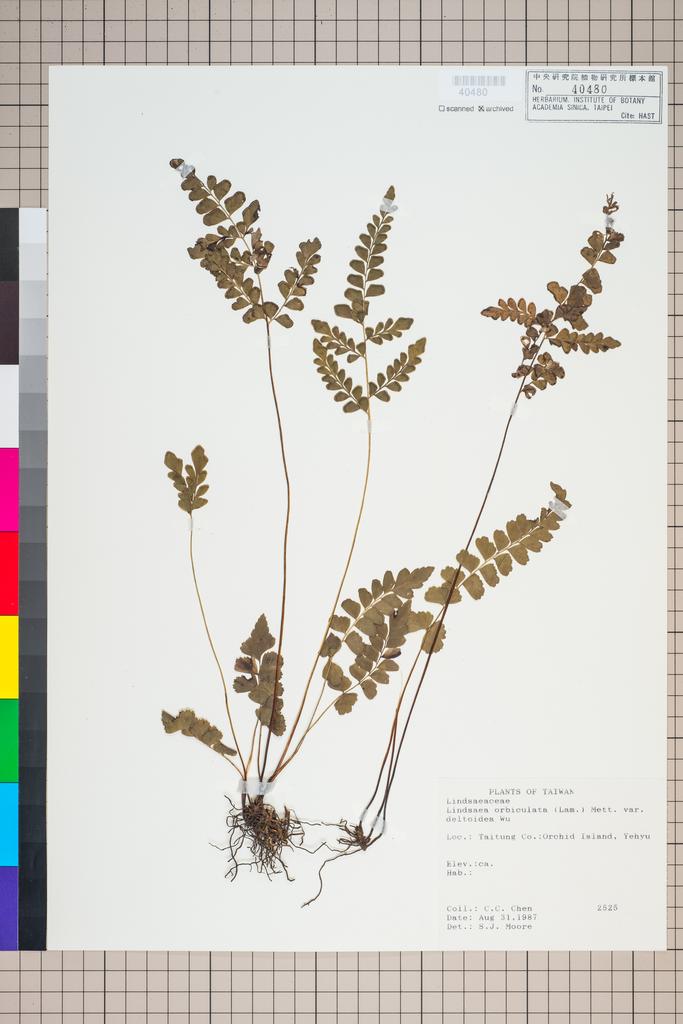 <Unit #96225 Chen, C. C. |  | 2525:: | Lindsaea orbiculata (Lam.) Mett. ex Kuhn var. deltoidea Y. C. Wu>