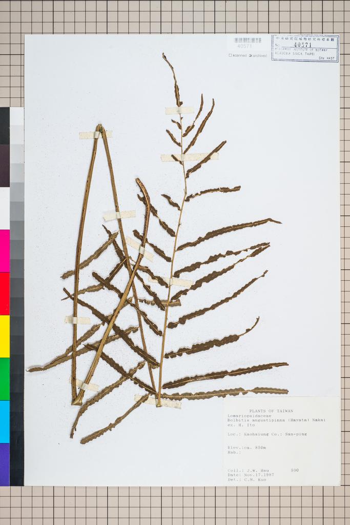 <Unit #96317 Hsu, J. W. |  | 500:: | Bolbitis angustipinna (Hayata) Nakai ex H. Ito>
