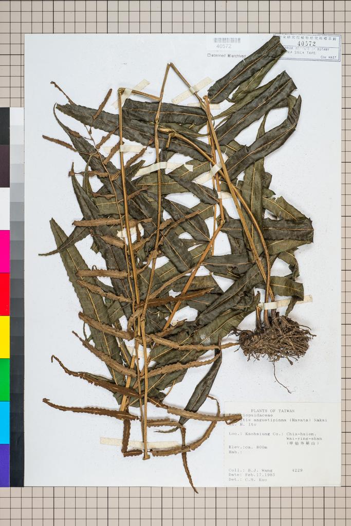 <Unit #96320 Wang, Bi-Jao | 王弼昭 | 4229:: | Bolbitis angustipinna (Hayata) Nakai ex H. Ito>