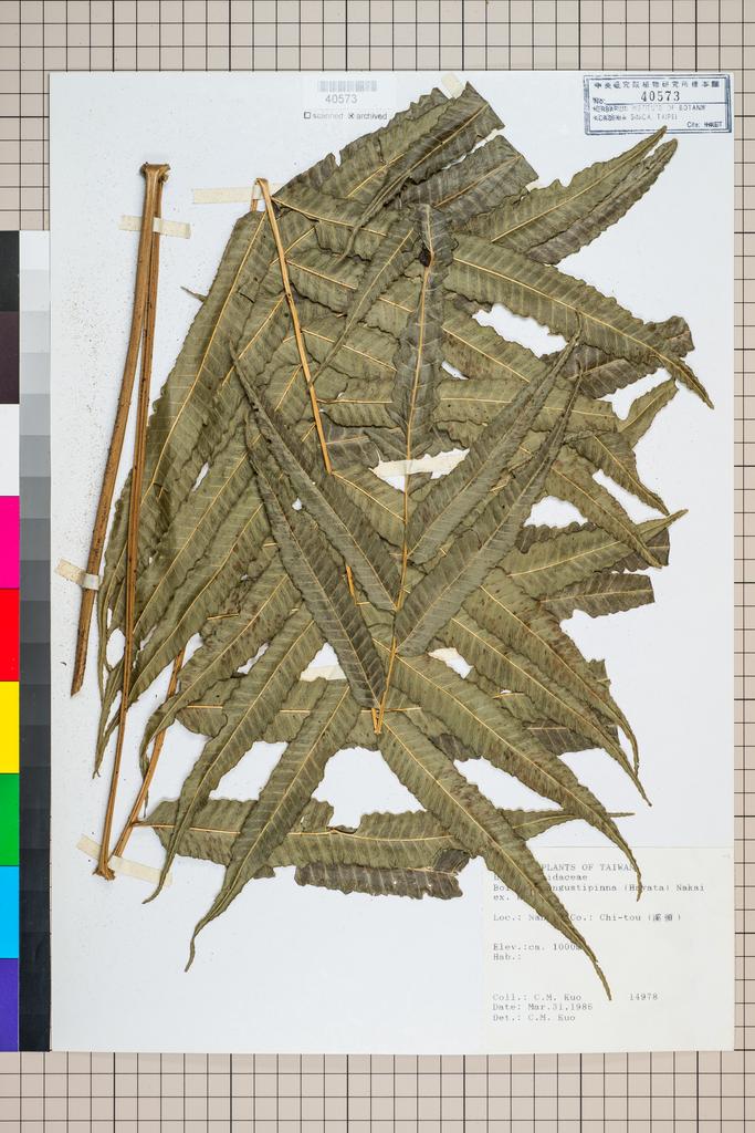 <Unit #96321 Kuo, Chen-Meng | 郭城孟 | 14978:: | Bolbitis angustipinna (Hayata) Nakai ex H. Ito>