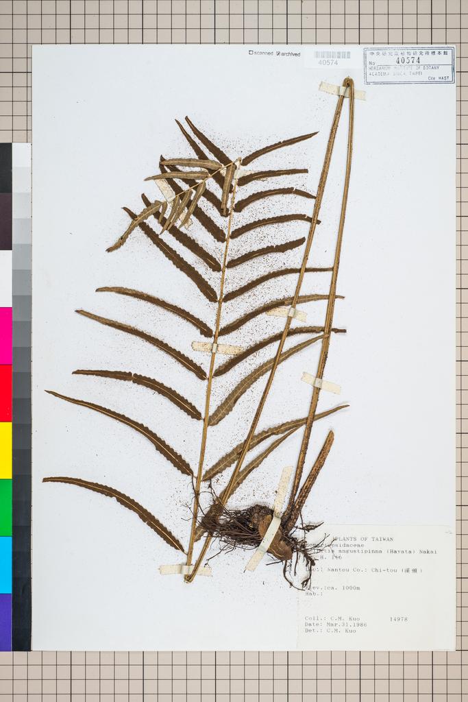 <Unit #96323 Kuo, Chen-Meng | 郭城孟 | 14978:: | Bolbitis angustipinna (Hayata) Nakai ex H. Ito>