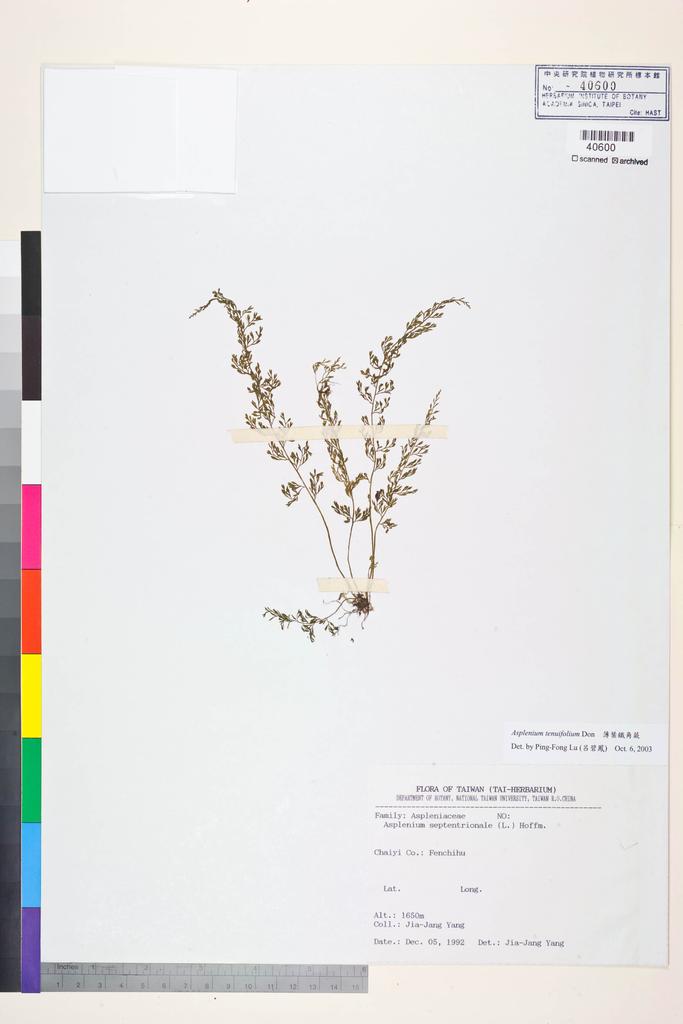 <Unit #47292 Yang, Jia-Jang |  | s.n.:: | Asplenium tenuifolium D. Don>