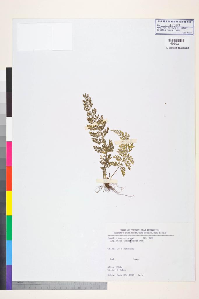 <Unit #84594 Liu, S. Y. | 劉聖譽 | 229:: | Asplenium tenuifolium D. Don>