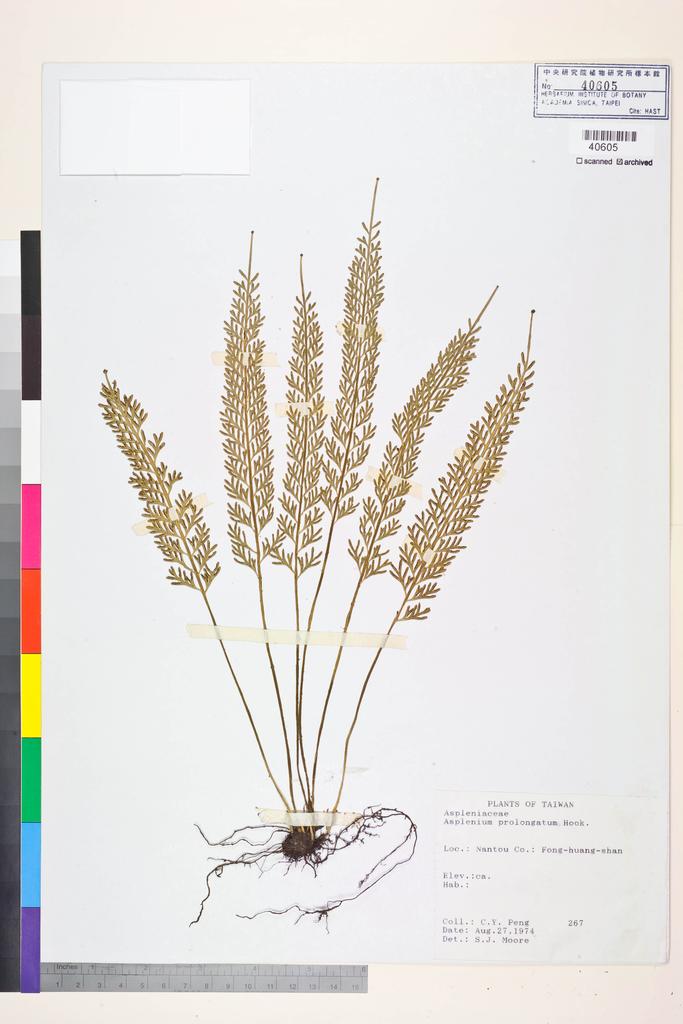 <Unit #84437  | 267:: | Asplenium prolongatum Hook.>