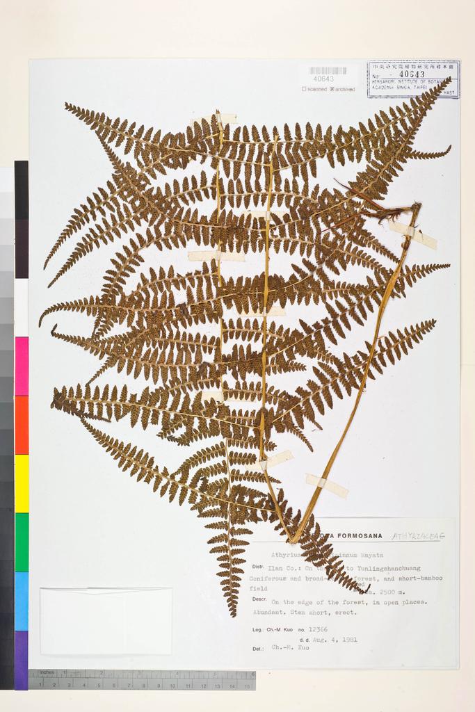 <Unit #85558 Kuo, Chen-Meng | 郭城孟 | 12366:: | Athyrium oppositipinnum Hayata>