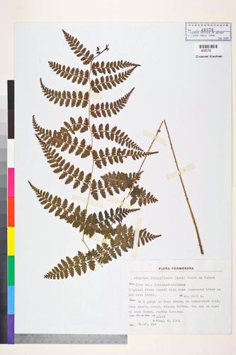 Athyrium strigillosum (T. Moore ex E. J. Lowe) Salomon