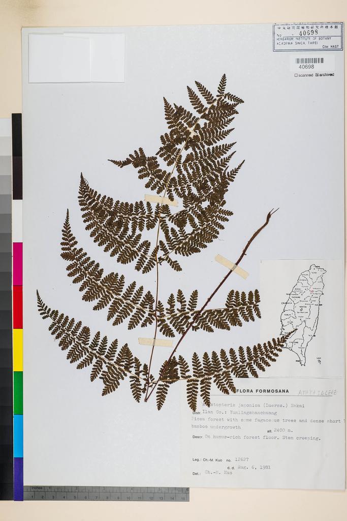 <Unit #86026 Kuo, Chen-Meng | 郭城孟 | 12627:: | Cystopteris japonica Luerss.>