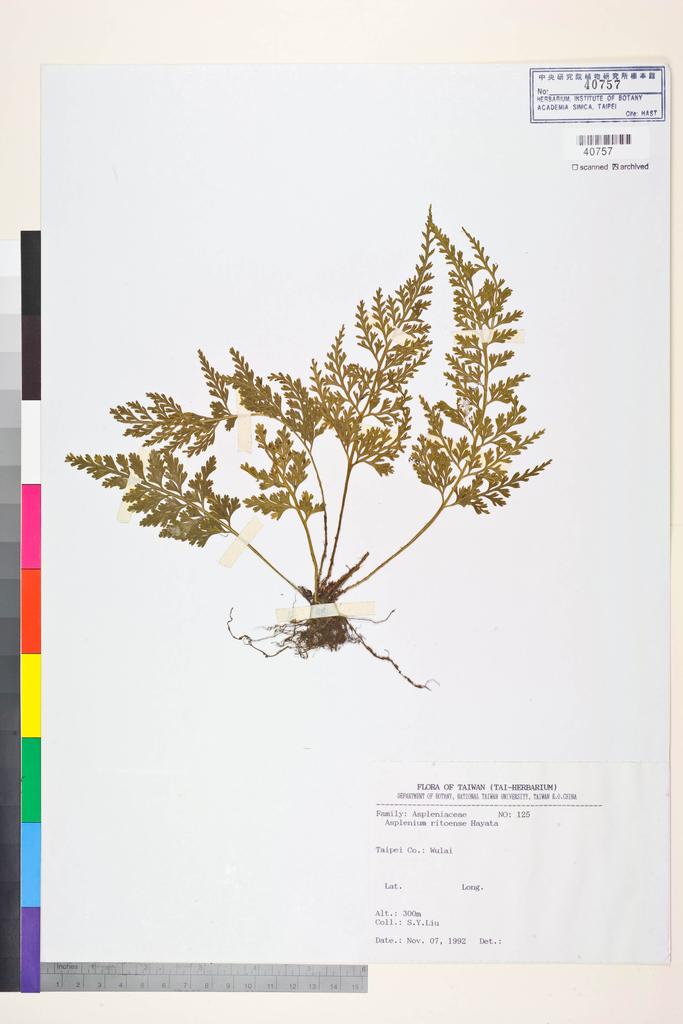 <Unit #84453 Liu, S. Y. | 劉聖譽 | 125:: | Asplenium ritoense Hayata>