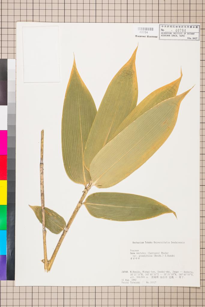<Unit #114759 Tateishi, Y. |  | 16017:: | Sasa veitchii (Carrière) Rehder var. grandifolia (Koidz.) S. Suzuki>