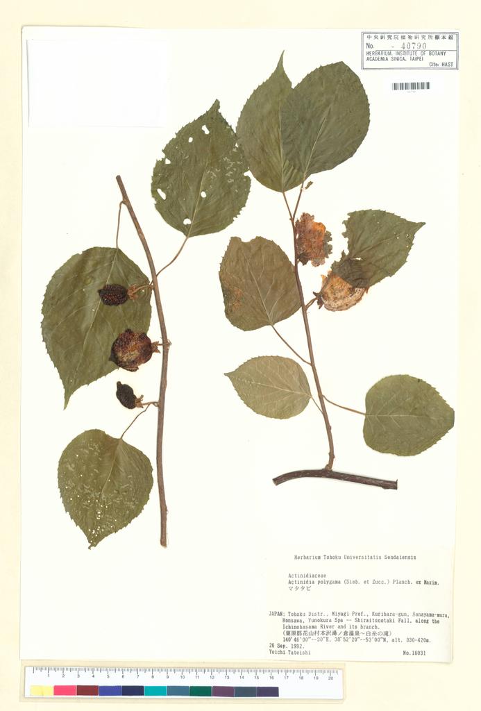 <Unit #97862  | 16031:: | Actinidia polygama (Siebold & Zucc.) Planch. ex Maxim.>