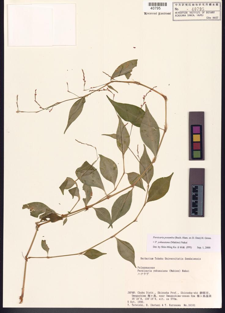 <Unit #121145  | 16101:: | Persicaria yokusaiana (Makino) Nakai>