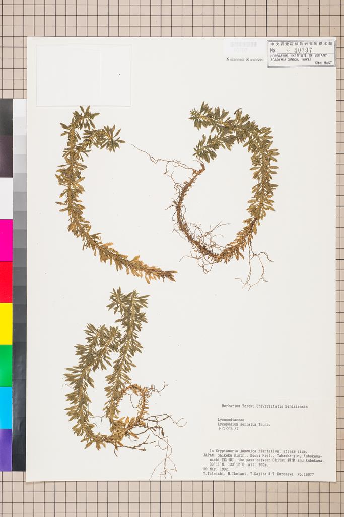<Unit #129194  | 16077:: | Lycopodium serratum Thunb.>