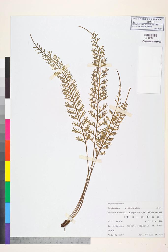 <Unit #84438 Liu, C. C. |  | 520:: | Asplenium prolongatum Hook.>