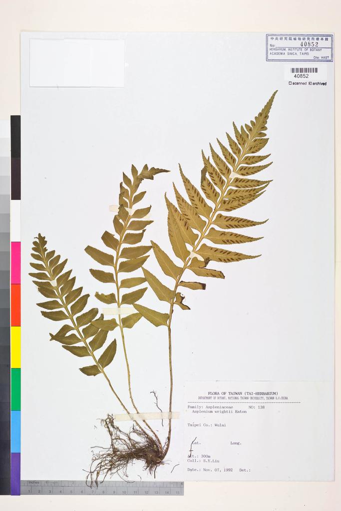 <Unit #83734 Liu, S. Y. | 劉聖譽 | 138:: | Asplenium wrightii Eaton ex Hook.>