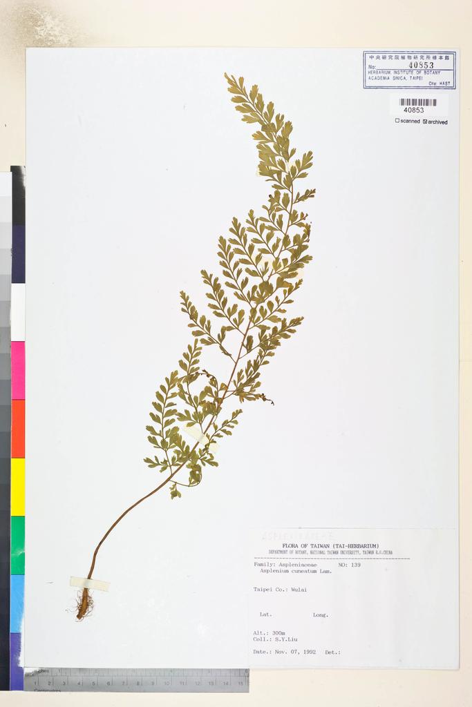<Unit #82812 Liu, S. Y. | 劉聖譽 | 139:: | Asplenium cuneatum Lam.>