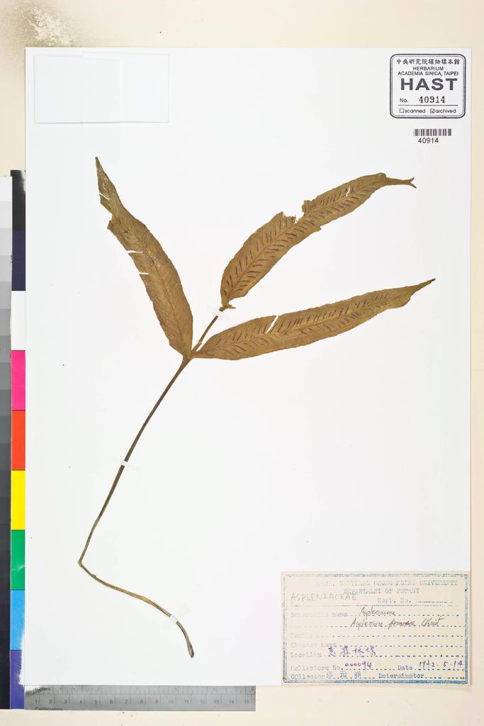 <Unit #84790 Jeng, Y. C. | 鄭元春 | 94:: | Asplenium filipes Copel.>