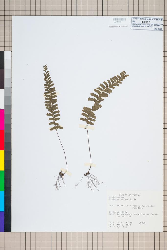 <Unit #96069 Chiang, Tzen-Yuh | 蔣鎮宇 | 25998:: | Lindsaea obtusa J. Sm.>