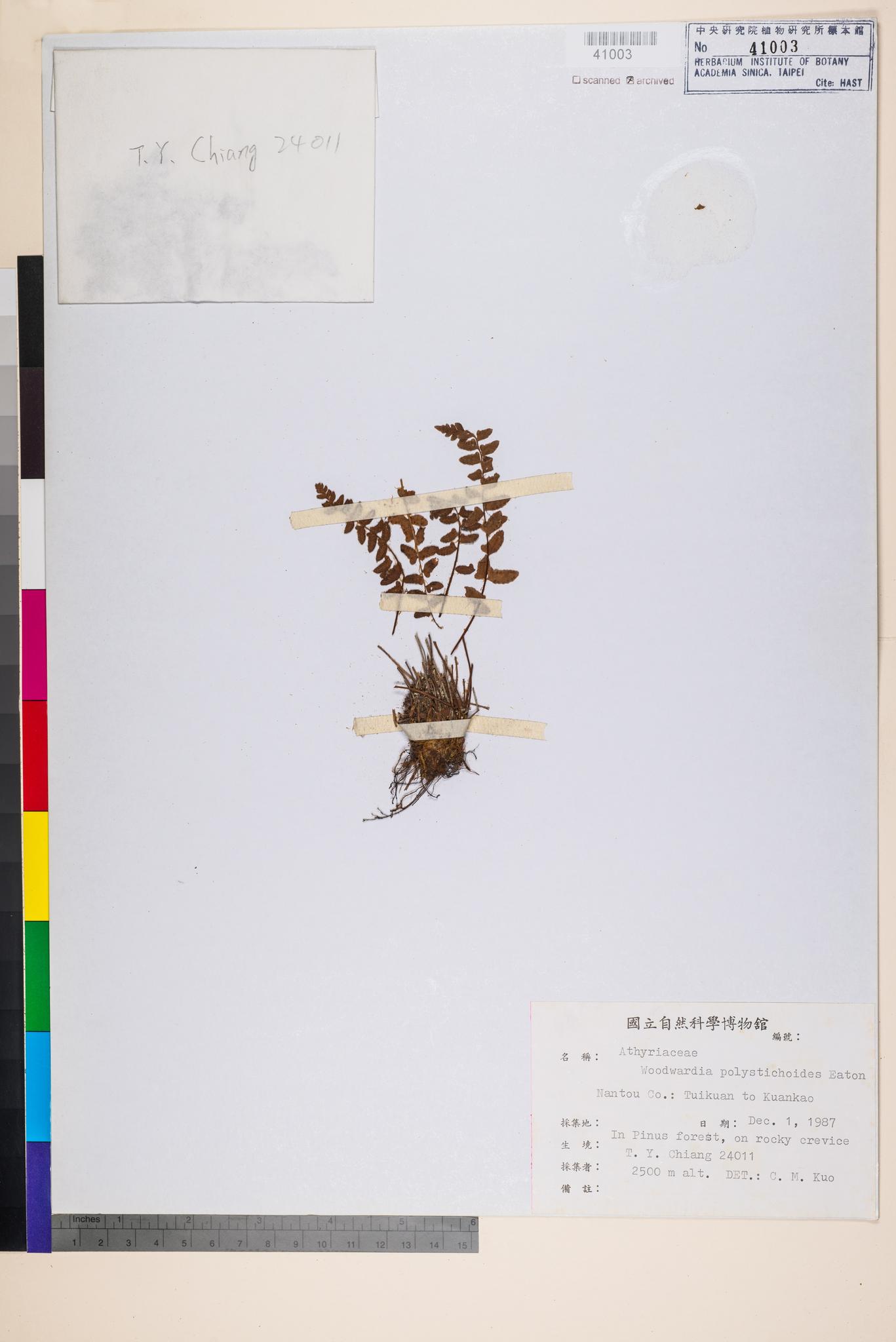 Sample image for viewer