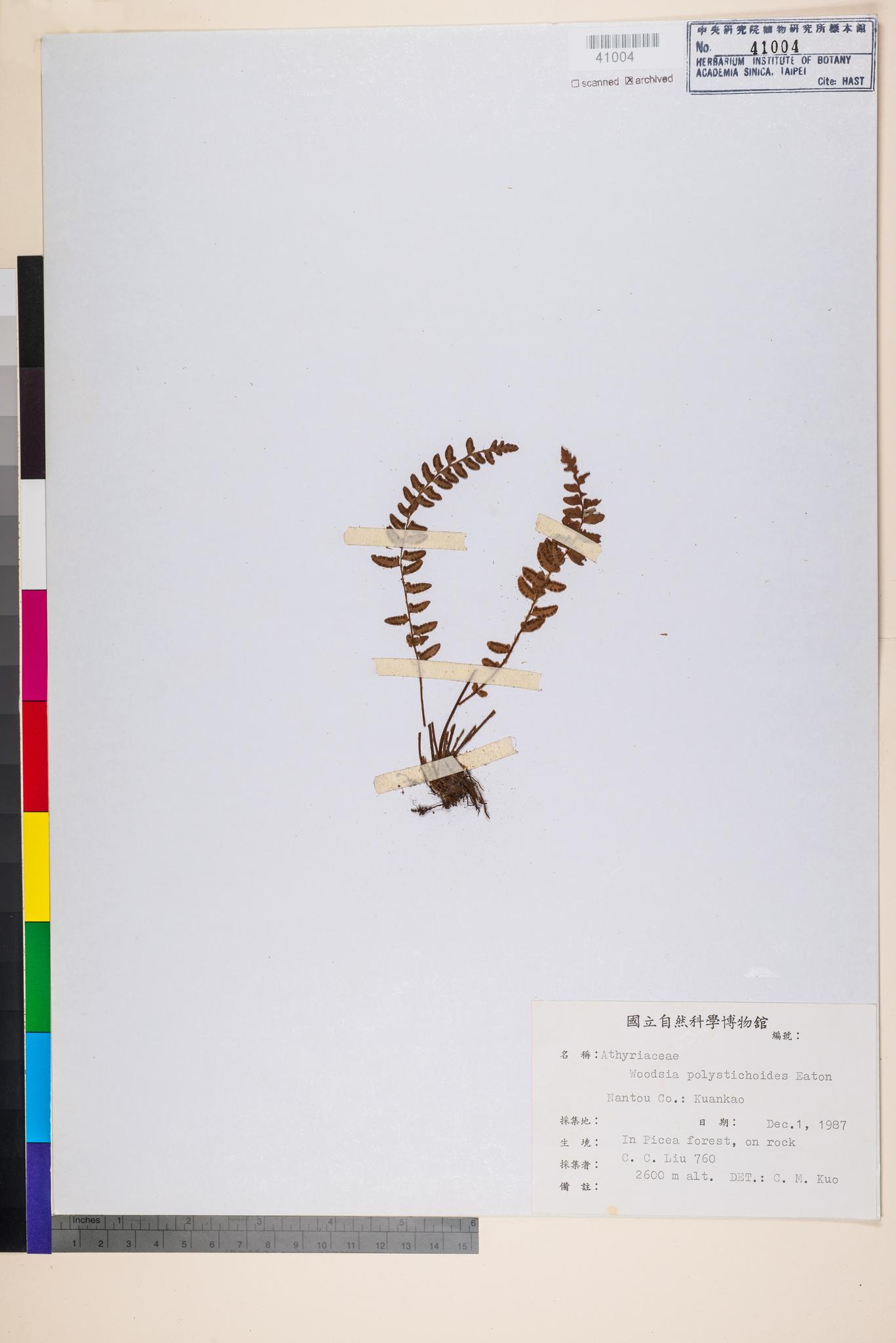 Sample image for viewer