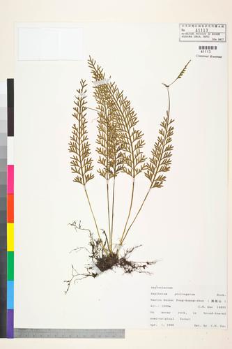 Asplenium prolongatum Hook.