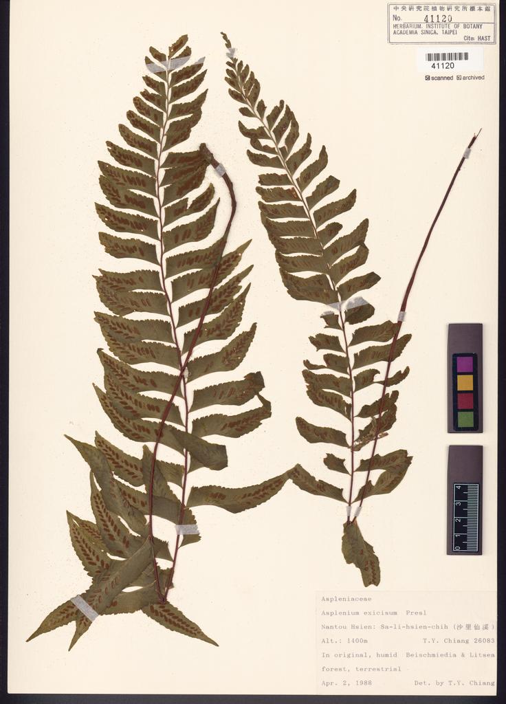 <Unit #84671 Chiang, Tzen-Yuh | 蔣鎮宇 | 26083:: | Asplenium excisum Presl>