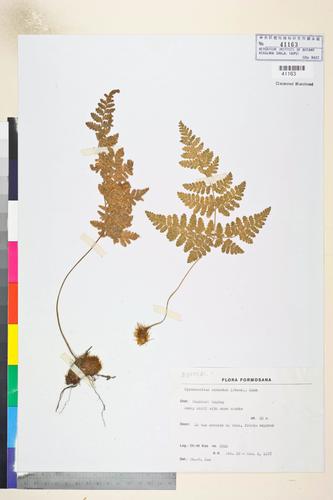 Hypodematium crenatum (Forsk.) Kuhn